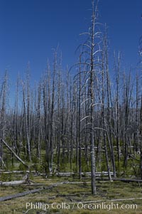 Yellowstones historic 1988 fires destroyed vast expanses of forest. Here scorched, dead stands of lodgepole pine stand testament to these fires, and to the renewal of these forests. Seedling and small lodgepole pines can be seen emerging between the dead trees, growing quickly on the nutrients left behind the fires. Southern Yellowstone National Park, Pinus contortus