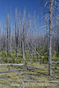 Yellowstones historic 1988 fires destroyed vast expanses of forest. Here scorched, dead stands of lodgepole pine stand testament to these fires, and to the renewal of these forests. Seedling and small lodgepole pines can be seen emerging between the dead trees, growing quickly on the nutrients left behind the fires. Southern Yellowstone National Park, Pinus contortus