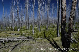 Yellowstones historic 1988 fires destroyed vast expanses of forest. Here scorched, dead stands of lodgepole pine stand testament to these fires, and to the renewal of these forests. Seedling and small lodgepole pines can be seen emerging between the dead trees, growing quickly on the nutrients left behind the fires. Southern Yellowstone National Park, Pinus contortus