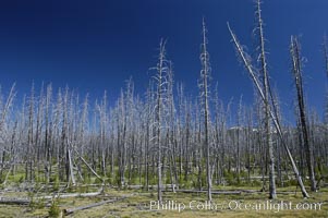 Yellowstones historic 1988 fires destroyed vast expanses of forest. Here scorched, dead stands of lodgepole pine stand testament to these fires, and to the renewal of these forests. Seedling and small lodgepole pines can be seen emerging between the dead trees, growing quickly on the nutrients left behind the fires. Southern Yellowstone National Park, Pinus contortus