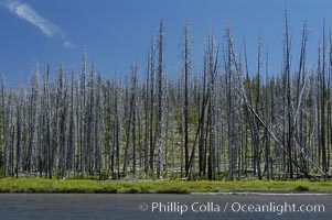 Yellowstones historic 1988 fires destroyed vast expanses of forest. Here scorched, dead stands of lodgepole pine stand testament to these fires, and to the renewal of these forests. Seedling and small lodgepole pines can be seen emerging between the dead trees, growing quickly on the nutrients left behind the fires. Southern Yellowstone National Park, Pinus contortus