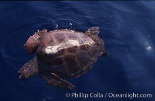 Juvenile loggerhead turtle basking at surface, Caretta caretta, Sao Miguel Island