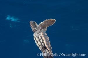 A young loggerhead turtle.  This turtle was hatched and raised to an age of 60 days by a turtle rehabilitation and protection organization in Florida, then released into the wild near the Northern Bahamas, Caretta caretta