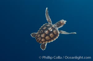 A young loggerhead turtle.  This turtle was hatched and raised to an age of 60 days by a turtle rehabilitation and protection organization in Florida, then released into the wild near the Northern Bahamas, Caretta caretta