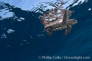 A young loggerhead turtle.  This turtle was hatched and raised to an age of 60 days by a turtle rehabilitation and protection organization in Florida, then released into the wild near the Northern Bahamas, Caretta caretta