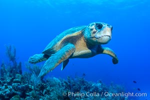 Loggerhead turtle, Caretta caretta, Grand Cayman Island