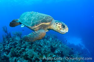 Loggerhead turtle, Caretta caretta, Grand Cayman Island