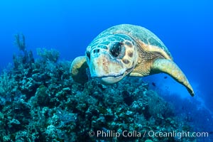 Loggerhead turtle, Caretta caretta, Grand Cayman Island