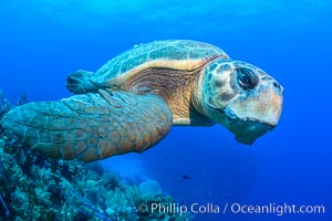 Loggerhead turtle, Caretta caretta, Grand Cayman Island
