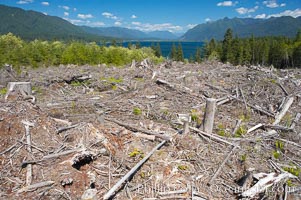 Logging companies have clear cut this forest near Lake Quinalt, leaving wreckage in their wake, Olympic National Park, Washington