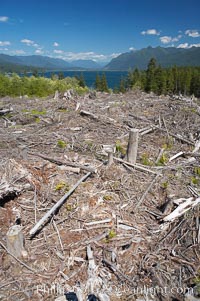 Logging companies have clear cut this forest near Lake Quinalt, leaving wreckage in their wake.