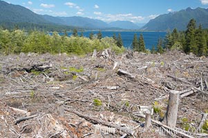 Logging companies have clear cut this forest near Lake Quinalt, leaving wreckage in their wake, Olympic National Park, Washington