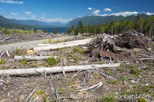 Logging companies have clear cut this forest near Lake Quinalt, leaving wreckage in their wake, Olympic National Park, Washington