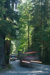 Logging truck speeding through Cathedral Grove.  Cathedral Grove is home to some huge, ancient, old-growth Douglas fir trees.  About 300 years ago a fire killed most of the trees in this grove, but a small number of trees survived and were the originators of what is now Cathedral Grove, MacMillan Provincial Park, Vancouver Island, British Columbia, Canada