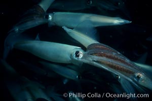 Squid mating, Loligo opalescens, La Jolla, California