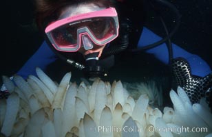 Squid eggs following mass mating, Loligo opalescens, La Jolla, California