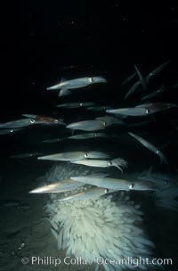 Mating squid and egg masses attached to sandy bottom, Loligo opalescens, La Jolla, California