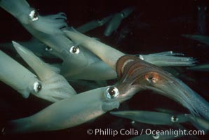 Squid, mating and laying eggs, Loligo opalescens, La Jolla, California