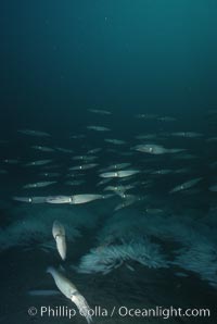 Squid, mating and laying eggs, Loligo opalescens, La Jolla, California