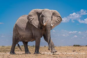 Lone African Elephant crossing dry lake bed, Amboseli National Park, Loxodonta africana