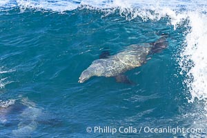 Lone sea lion streaks across the face of a wave while bodysurfing, Boomer Beach, La Jolla, California