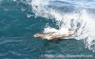 Lone sea lion streaks across the face of a wave while bodysurfing, Boomer Beach, La Jolla, California