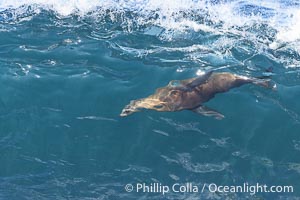 Lone sea lion streaks across the face of a wave while bodysurfing, Boomer Beach, La Jolla, California