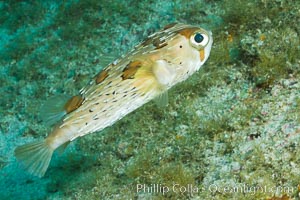 Long-spine porcupine fish, Sea of Cortez, Baja California, Mexico, Diodon holocanthus