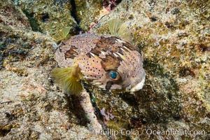 Long-spine porcupine fish, Los Islotes, Sea of Cortez