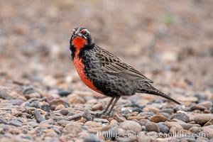 Long-tailed meadowlark, Leistes loyca, Patagonia, Leistes loyca, Puerto Piramides, Chubut, Argentina