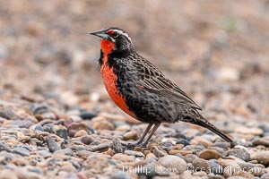 Long-tailed meadowlark, Leistes loyca, Patagonia, Leistes loyca, Puerto Piramides, Chubut, Argentina