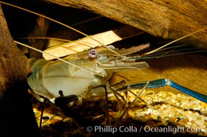Longarm prawn, a freshwater crustacean, Macrobrachium