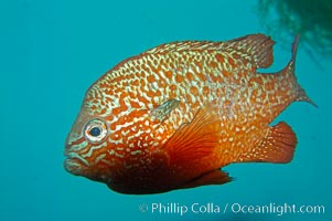 Longear sunfish, native to the watersheds of the Mississippi River and Great Lakes, Lepomis megalotis