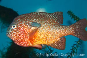 Longear sunfish.  Male longear sunfishes, which are larger and more colorful than the females, build nests, using their tails to carve pits out of gravel where the females can lay their eggs.  The males then guard the nest until the eggs have hatched and the young fish are large enough to leave, Lepomis megalotis