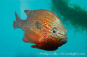 Longear sunfish, native to the watersheds of the Mississippi River and Great Lakes, Lepomis megalotis