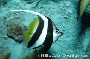 Longfin pennantfish, Heniochus acuminatus