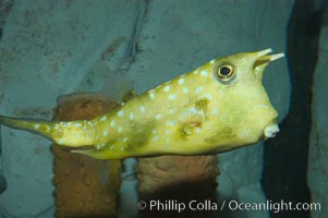 Longhorn cowfish, Lactoria cornuta