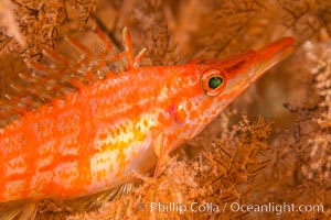 Longnose hawkfish on black coral, underwater, Sea of Cortez, Baja California, Antipatharia, Oxycirrhites typus