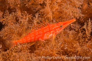 Longnose hawkfish on black coral, underwater, Sea of Cortez, Baja California, Antipatharia, Oxycirrhites typus