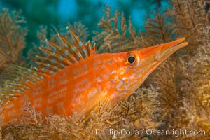 Longnose hawkfish on black coral, underwater, Sea of Cortez, Baja California, Antipatharia, Oxycirrhites typus