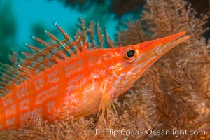 Longnose hawkfish on black coral, underwater, Sea of Cortez, Baja California, Antipatharia, Oxycirrhites typus