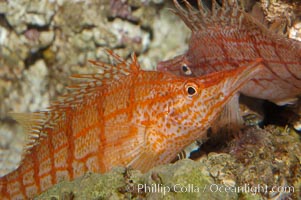Longnose hawkfish, Oxycirrhites typus