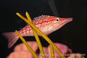 Longnose hawkfish, Oxycirrhites typus