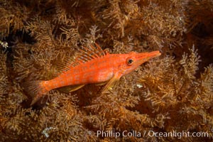 Longnose Hawkfish on Black Coral, Oxycirrhites typus, Antipatharia, Oxycirrhites typus, Isla San Diego, Baja California, Mexico