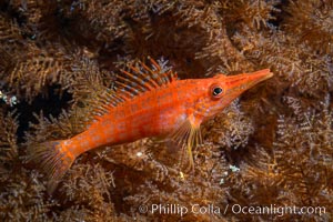 Longnose Hawkfish on Black Coral, Oxycirrhites typus, Antipatharia, Oxycirrhites typus, Isla San Diego, Baja California, Mexico