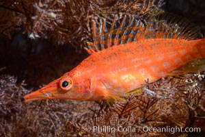 Longnose Hawkfish on Black Coral, Oxycirrhites typus, Antipatharia, Oxycirrhites typus, Isla San Diego, Baja California, Mexico