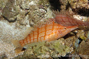 Longnose hawkfish, Oxycirrhites typus