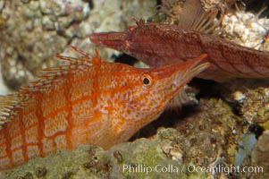 Longnose hawkfish, Oxycirrhites typus