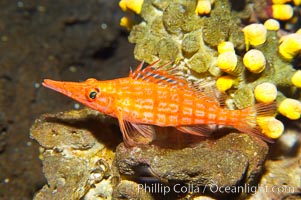 Longnose hawkfish, Oxycirrhites typus