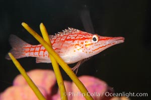 Longnose hawkfish, Oxycirrhites typus